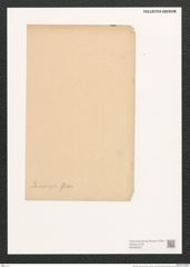 Diatomeae indet. (de-Toni-Nr.: Species 1373) Zeichnungen Sammlung Grunow (NHMW-BOT-W0369825)